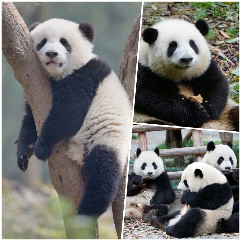 Pandas at Chengdu Research Base of Giant Panda Breeding